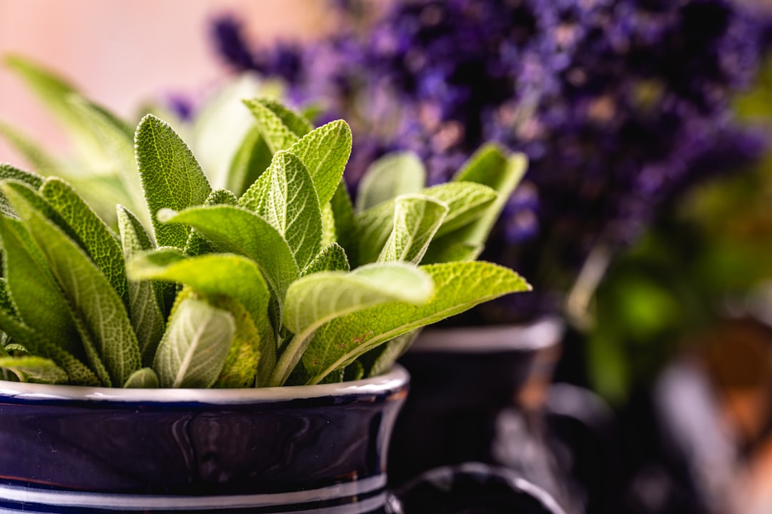 Photo Tibetan herbs