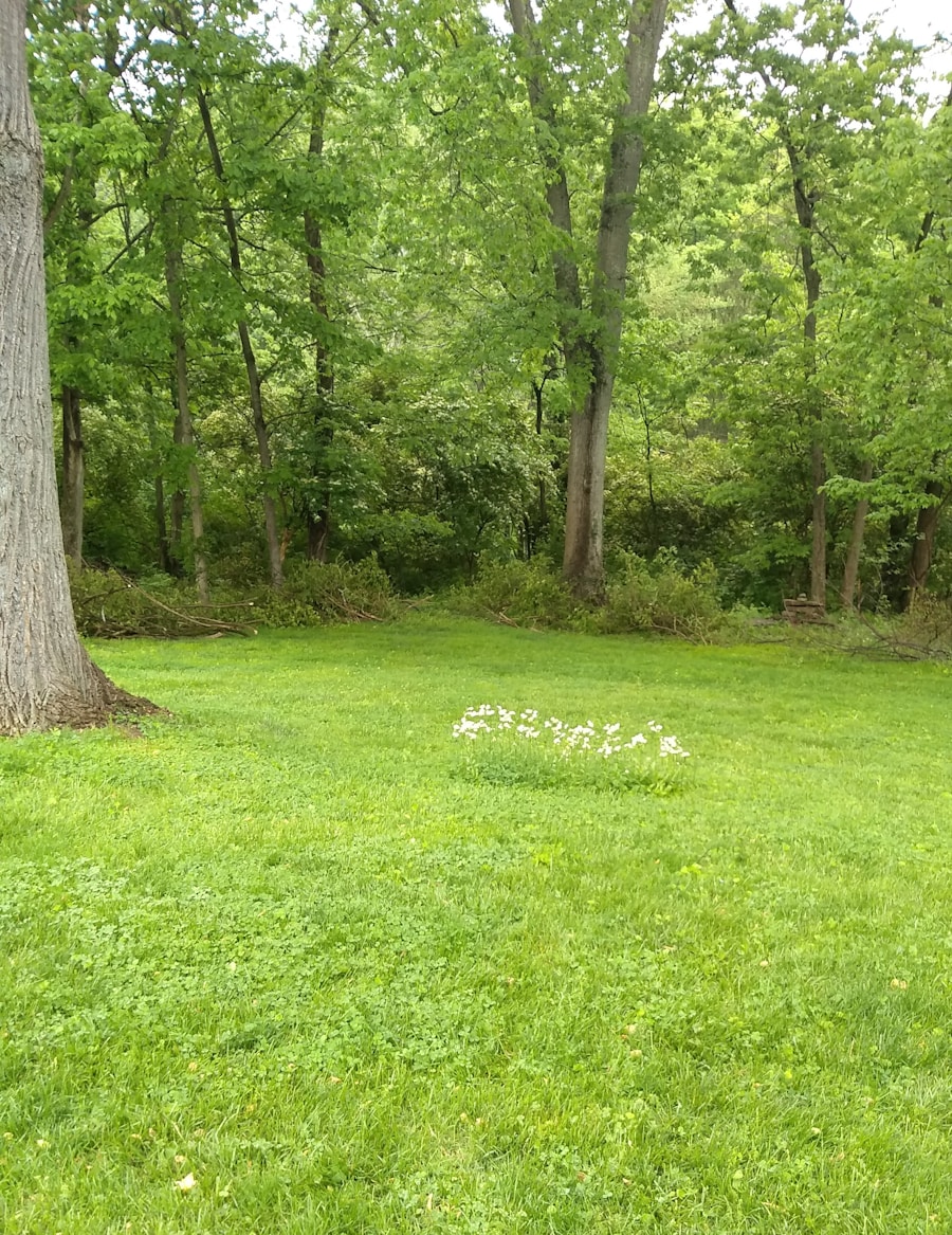 Photo plot purchase - quick sale of a plot