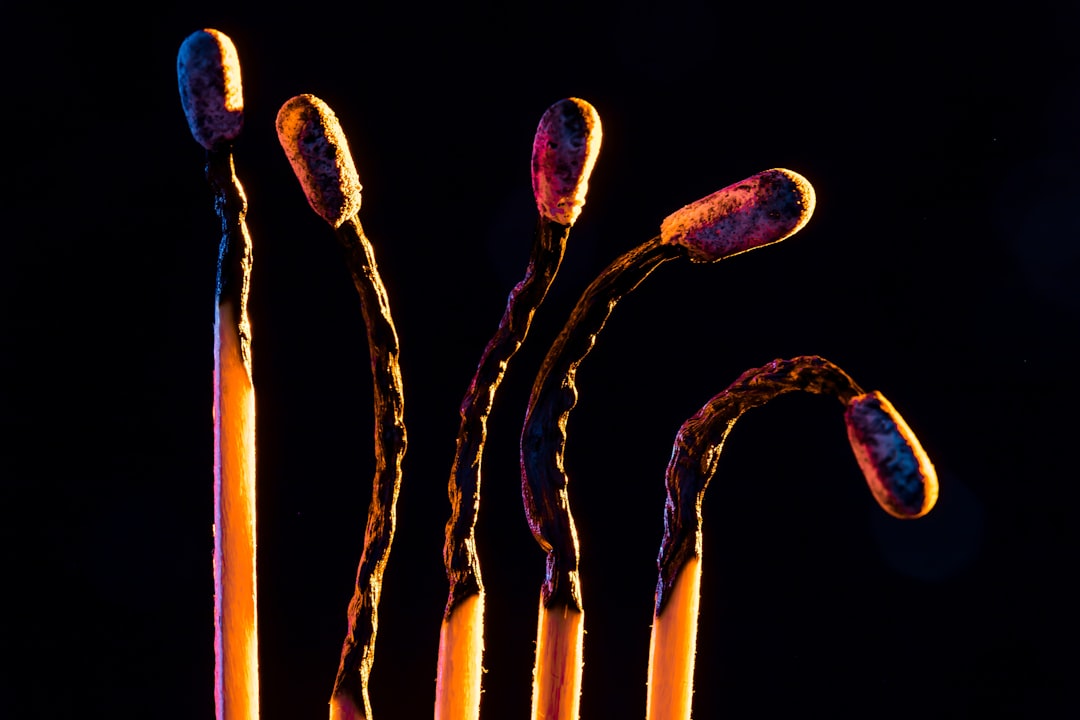 Photo bacteria and fungi