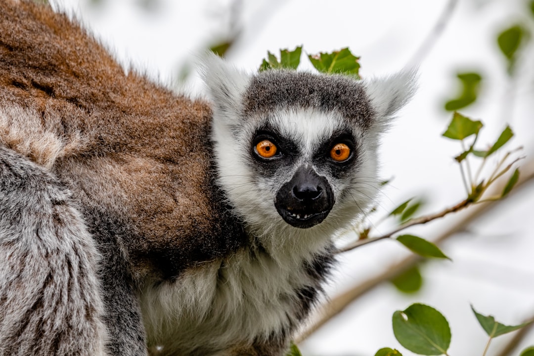 Photo exotic animals